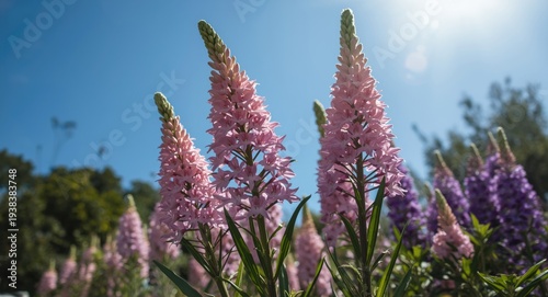 Charming pink and purple fl...