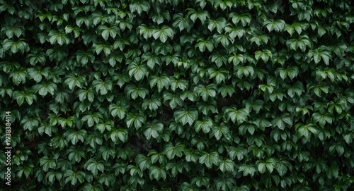 Dense wall of lush banyan t...
