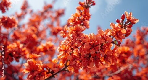 Bright orange blossom flowe...