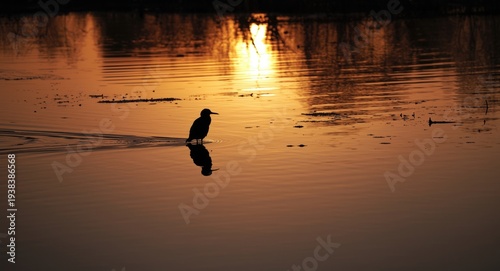 Bird silhouette reflected i...