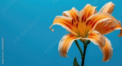 Detailed macro perspective ...