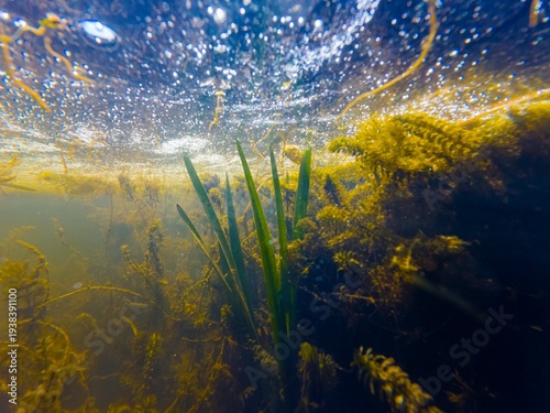 pondweed dominate shallow freshwater river Kobylnia in Pryborivka, fast flow low visibility dirty water oxygenation, green algae feed organic particle and bloom underwater, bulrush cattail swamp plant