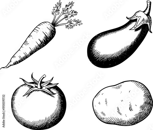 Hand drawn of carrot eggplant tomato potato white background vegetable
