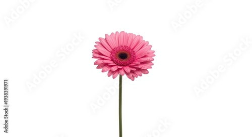 Elegant pink flower head st...