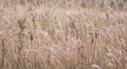 Bohemian pampas grass with ...