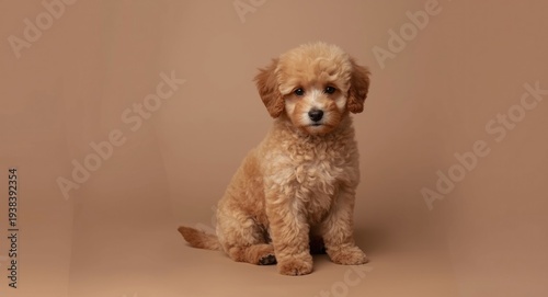 Content tiny apricot poodle...