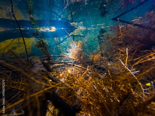 willow root grow on substrate and filter muddy water, hornwort aquatic plant, driftwood twig mess aquascape idea, shallow freshwater lake biotope, sunshine backlight shelter, Buher river in Lityn