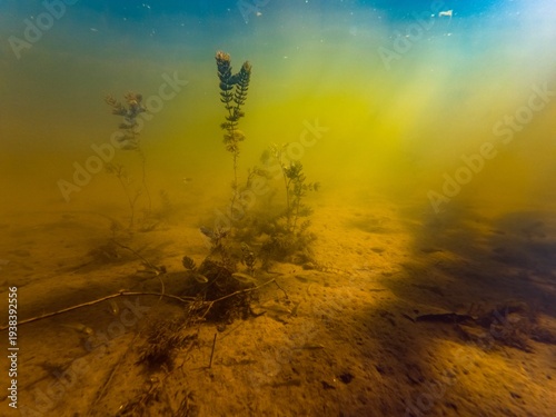 low visibility murky water, hornwort aquatic plant, organic silt sediment substrate, microalgae bloom, dwarf bitterling fish, sunshine backlight, biotope aquascape idea, shallow Bouher river in Lityn