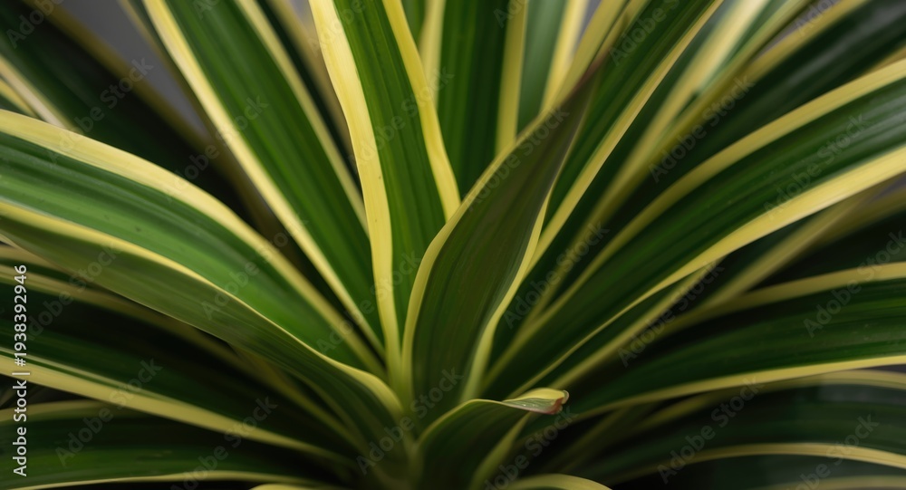 Fototapeta premium Close up view of variegated green leaves on a vibrant Dracaena deremensis plant