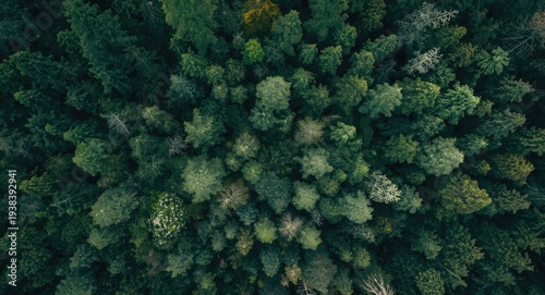 Aerial perspective of dense...