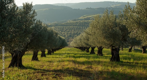 Idyllic olive tree fields b...