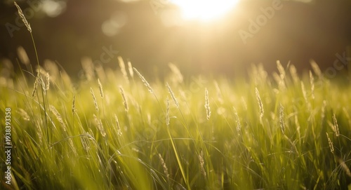 Bright sunlit meadow with a...