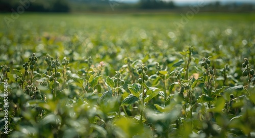 Close up of young soybean s...
