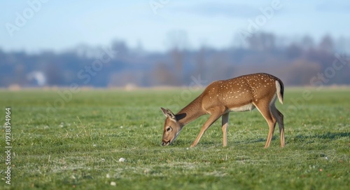 Content pet deer exploring ...