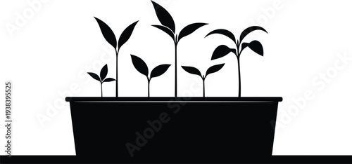 Young plant seedlings growing in pot silhouette, spring gardening vector illustration, sprouts in planter box, agriculture nursery, organic farming growth