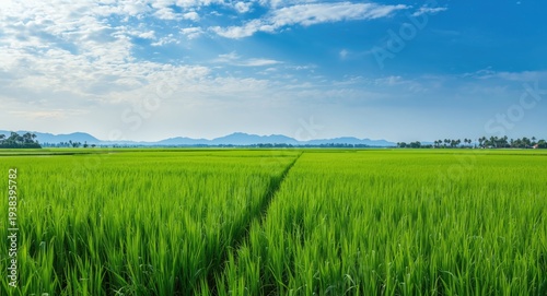Agricultural vista with ric...