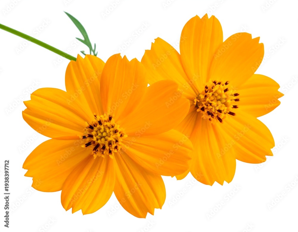 Obraz premium Two bright orange cosmos flowers, with dark centers, on a white background, one with a green stem and leaf