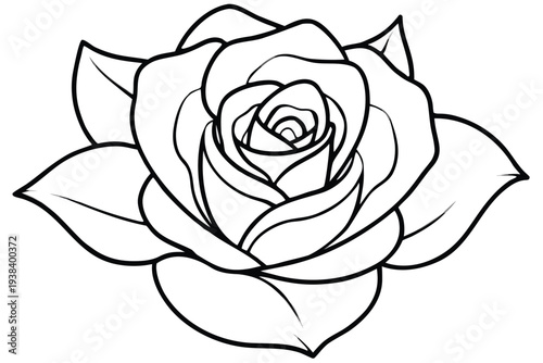 Rose, Line art flower drawing