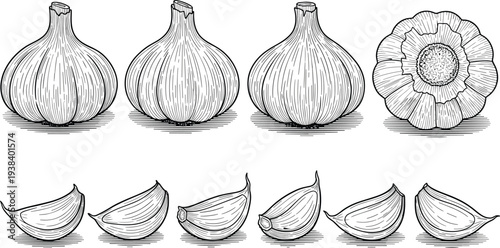 Garlic engraving vector illustration set. Whole garlic bulbs, garlic cross section and cloves sketch. Vintage hand drawn vegetable collection for cooking design and organic food concept.