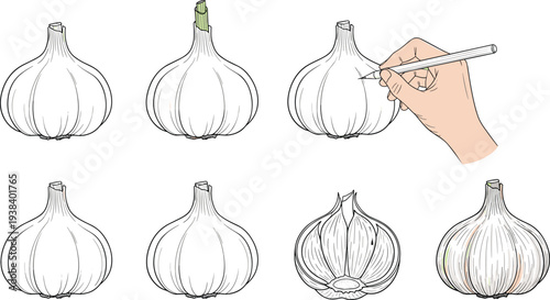 Garlic drawing tutorial vector set. Step by step garlic bulb sketch illustration. Vegetable drawing guide for art education, hand drawing practice and cooking ingredient illustration.
