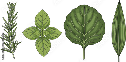 Herb and leaf vector illustration set. Rosemary, basil and green plant leaves collection. Fresh organic herbs for cooking design, natural ingredients and healthy food concept.
