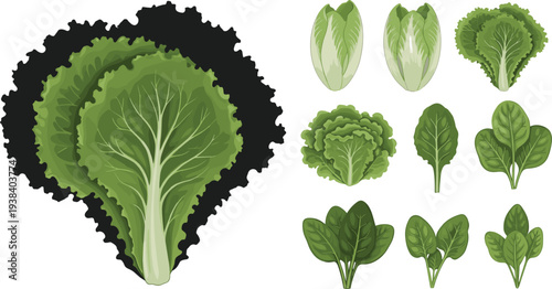 Leafy green vegetables vector set. Lettuce, spinach and cabbage leaves collection. Fresh organic salad greens illustration for healthy food design, farm vegetables, vegetarian menu ingredients.