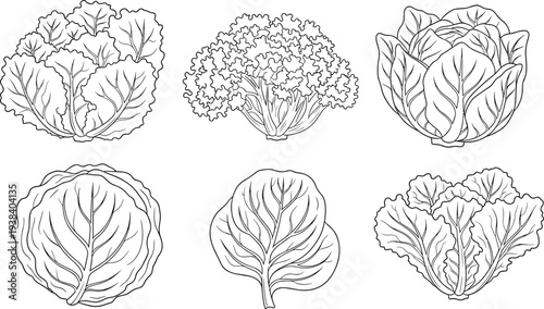 Leafy vegetables line art set. Cabbage, broccoli and lettuce outline illustrations isolated on transparent background. Organic farm vegetable sketches for healthy food design and cooking concept.