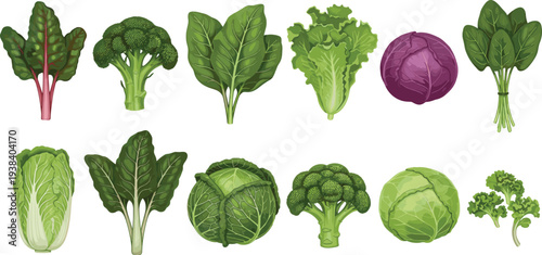 Leafy vegetables vector collection. Broccoli, cabbage, lettuce, spinach and fresh greens illustration. Organic garden vegetables set for healthy food design, farm produce , vegetarian cooking concept.