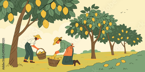 A bustling orange orchard with workers harvesting and collecting fruits. Vector