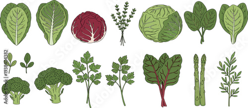 Leafy vegetables vector set. Lettuce, cabbage, broccoli, asparagus and herb leaves illustration. Fresh organic garden vegetables collection for healthy food design, farm produce and vegetarian menu.