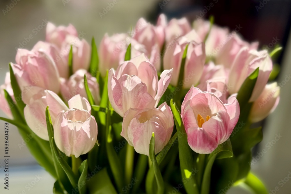 Fototapeta premium Soft pink tulips in bloom with fresh green leaves, illuminated by natural sunlight in a close floral arrangement.