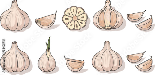 Garlic bulb and clove vector set. Whole garlic heads, sliced garlic and peeled cloves illustration. Fresh organic cooking ingredient collection for kitchen design and healthy food concept.