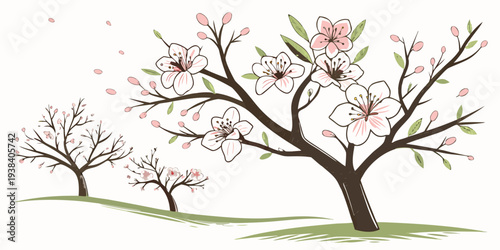 A beautiful cherry blossom tree with pink flowers in full bloom during springtime. Vector