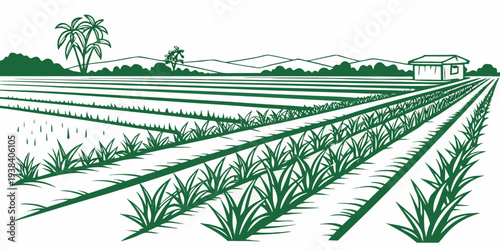 Rows of crops in a vast agricultural field under a clear sky. Vector