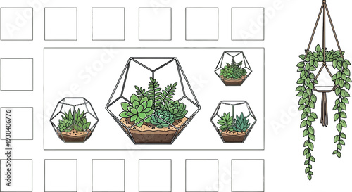 Collection of geometric terrariums and hanging vine plant illustrations displayed together