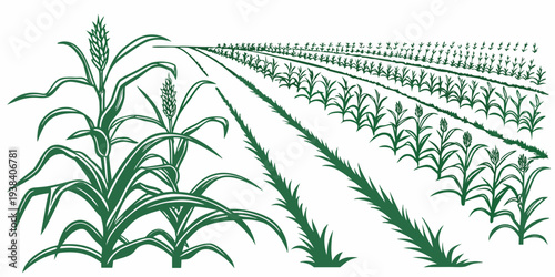 Rows of lush green corn plants growing in a well-maintained agricultural field Vector
