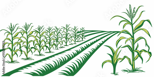 Rows of corn plants growing in a well-maintained agricultural field under clear skies Vector