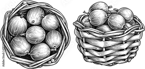 Gooseberry in basket illustration, top view and side view, detailed fruit sketch