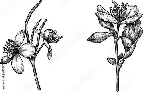 Hand drawn botanical sketch of blooming flowers and wild plant stems collection