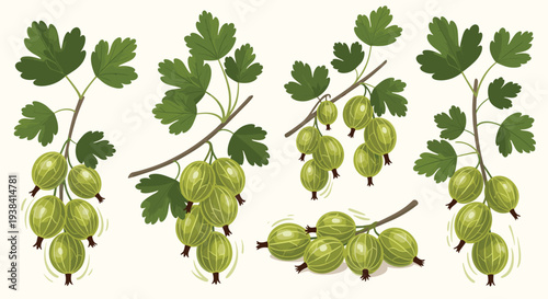 Clusters of fresh green gooseberries growing on branches with leaves, depicted in a natural style suitable for food and agriculture designs.