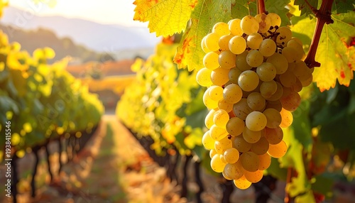 A serene vineyard scene at sunset with lush greenery and ripe grapes