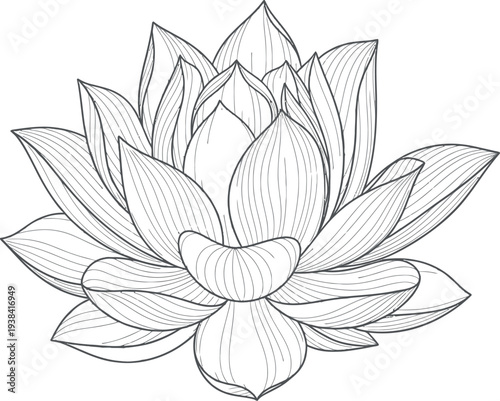 Beautiful detailed line art drawing of a blooming lotus flower isolated on white background