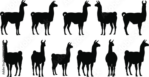Black silhouette of llamas and alpacas in various poses including standing and profile views isolated on white background for farm and animal vector design