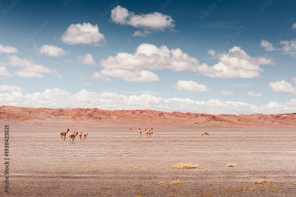 Fototapeta premium Vicuna in the desert of plateau Altiplano, Bolivia. South America's wildlife.