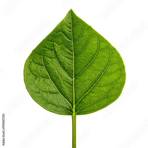 Green leaf