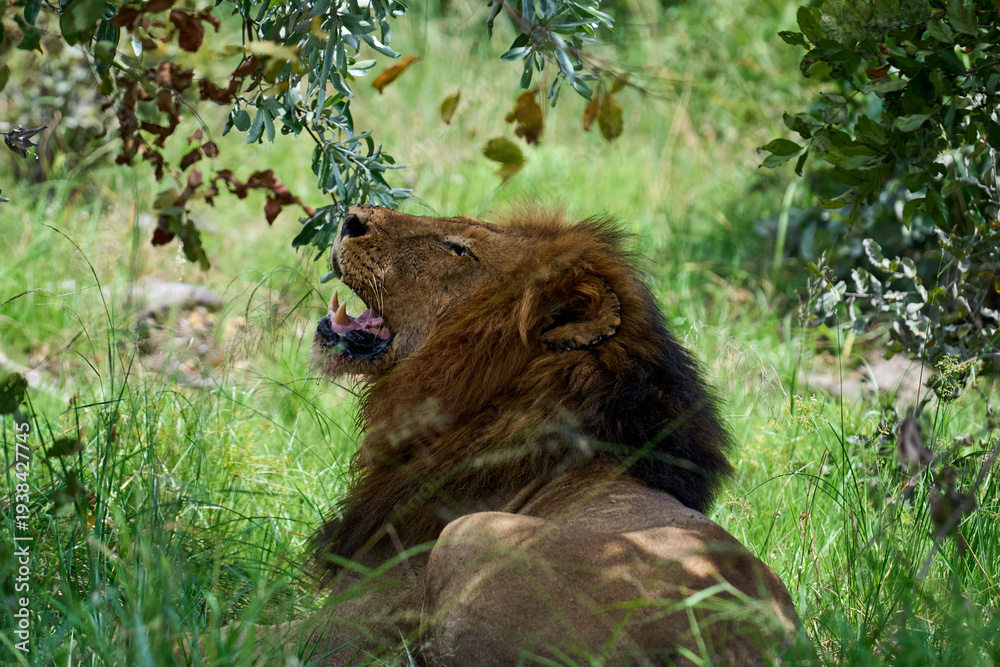 Fototapeta premium Löwe Kruger Nationalpark