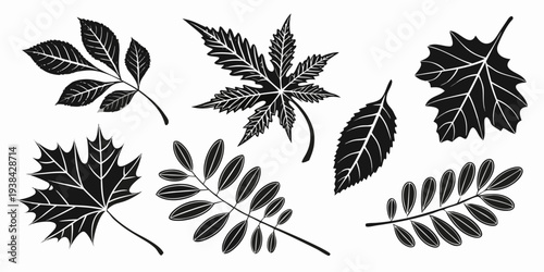 A collection of various types of leaves showcasing their unique shapes and structures Vector