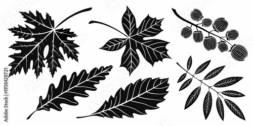 A variety of autumn leaves showcasing the beauty of the fall season. Vector