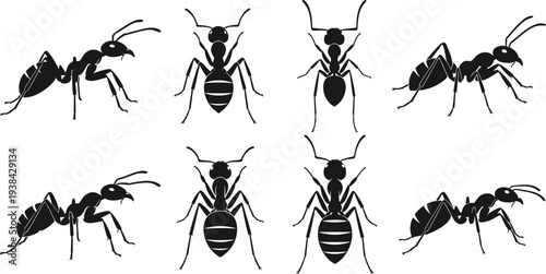 Ant silhouette vector illustration with multiple poses, detailed insect anatomy design, top and side views, entomology artwork, wildlife insect concept for education and science