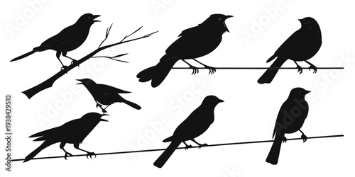 Eight black birds perched on branches in a silhouette illustration Vector